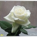 web_IMG_3769.1copieWitte roos