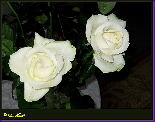 web_IMG_3771twee witte rozen