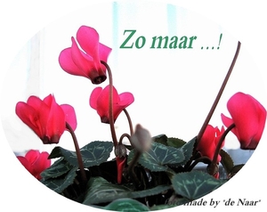 Cyclamen2 ovaal