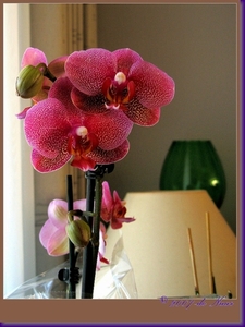 web_IMG_1135-2 Orchidee