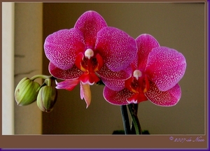 web_IMG_1136-1 Orchidee dubbel