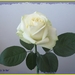 IMG_1653-1 witte roos ingelijst