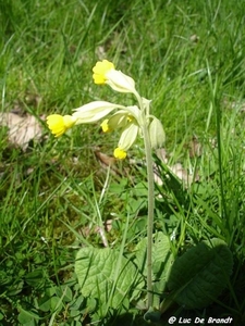 2010_04_18 Walcourt 16