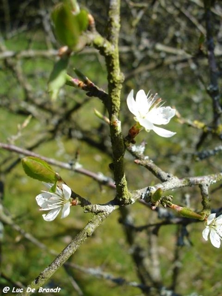 Ardennen wandeling Adeps Walcourt