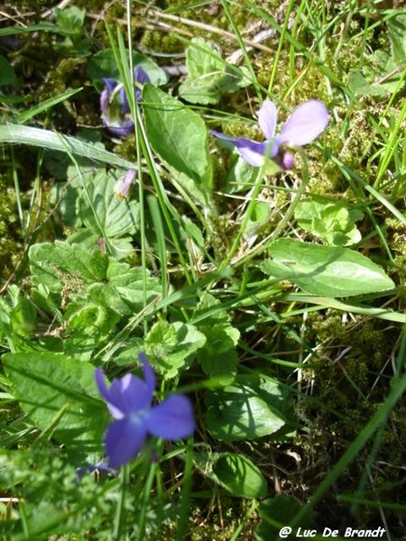 Ardennen wandeling Adeps Walcourt