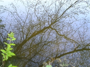 boomzicht in water.05-4