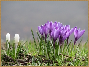 de eerste crocusjes