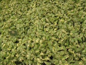 Gentse Floralien 2010 030