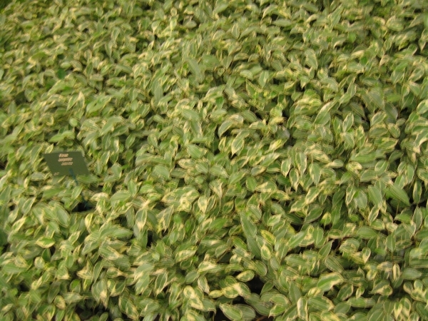 Gentse Floralien 2010 030
