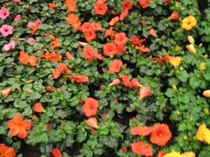 Gentse Floralien 2010 032