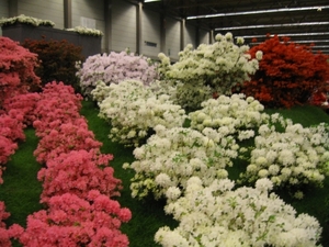 Gentse Floralien 2010 040