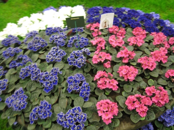 Gentse Floralien 2010 099