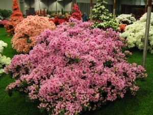 Gentse Floralien 2010 101