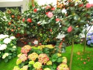 Gentse Floralien 2010 109