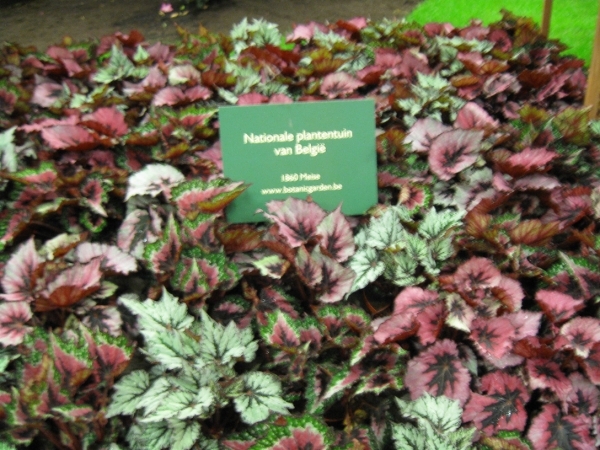 Gentse Floralien 2010 128