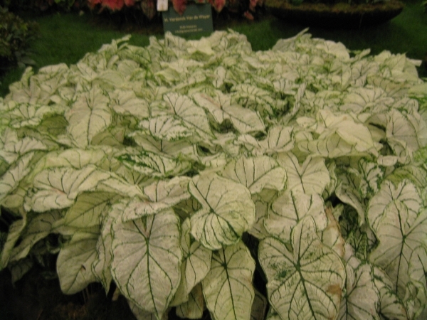Gentse Floralien 2010 130