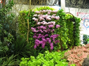 Gentse Floralien 2010 137