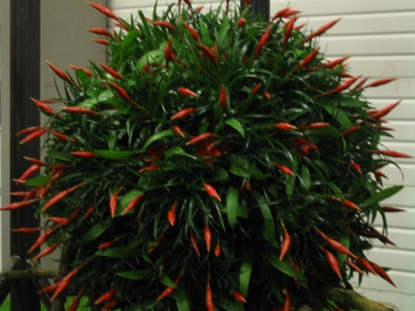 Gentse Floralien 2010 175