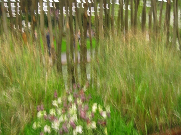 Gentse Floralien 2010 230