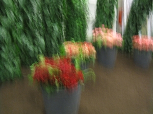 Gentse Floralien 2010 250