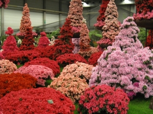 Gentse Floralien 2010 367