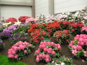 Gentse Floralien 2010 394