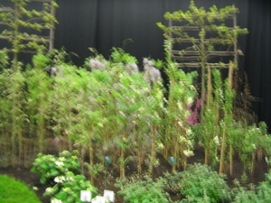 Gentse Floralien 2010 419