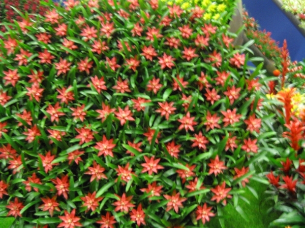 Gentse Floralien 2010 485