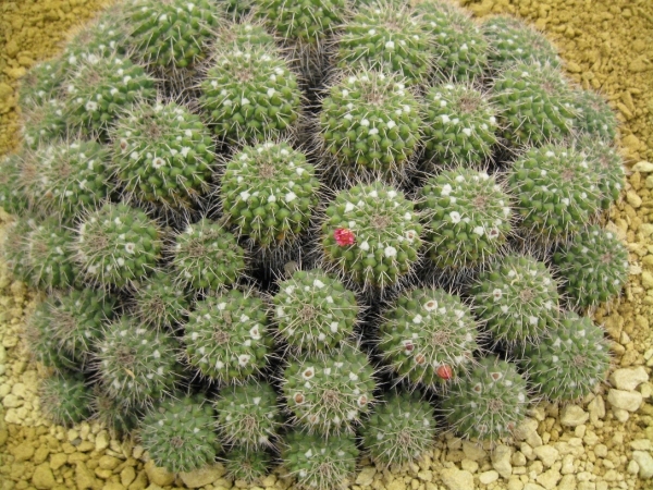 Gentse Floralien 2010 500