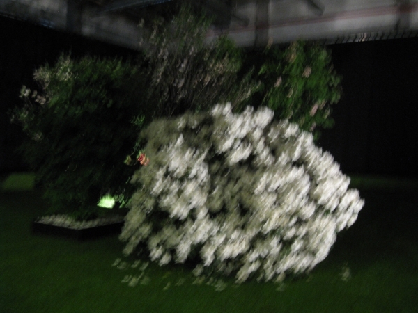 Gentse Floralien 2010 510