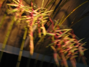 Gentse Floralien 2010 525