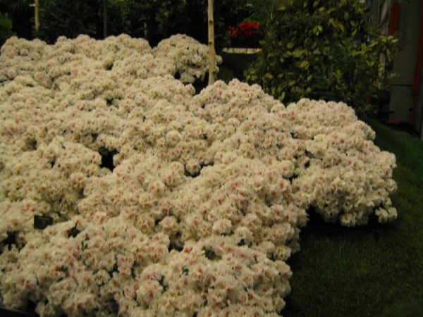 Gentse Floralien 2010 526