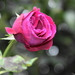 roos uit eigen tuin