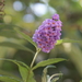 vlinderboombloem uit eigen tuin