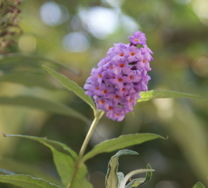 vlinderboombloem uit eigen tuin