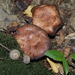 boswandeling - paddenstoelen