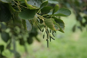 uit eigen tuin