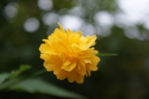 uit eigen tuin