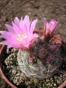 .mam.breviflora