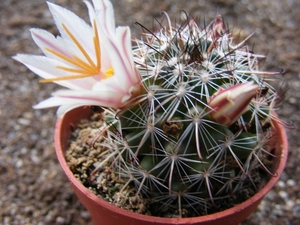 mamillaria  angelensis