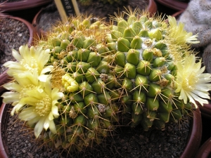 mamillaria.marksiana