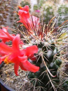 mammilaria  poselgeri.                                           