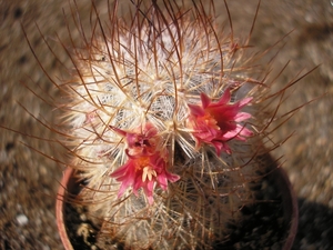 mammilla  potosii