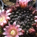 mammillaria   .brandegei.v.gabbii