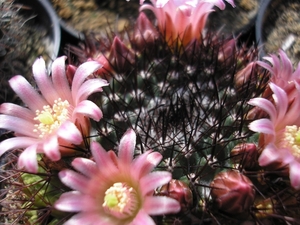 mammillaria   .brandegei.v.gabbii