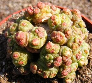 mammillaria   bocasana  ( fred ).                      2