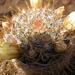 MAMMILLARIA   CALLEANA