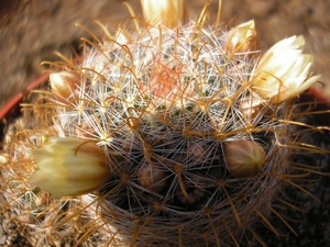 MAMMILLARIA   CALLEANA