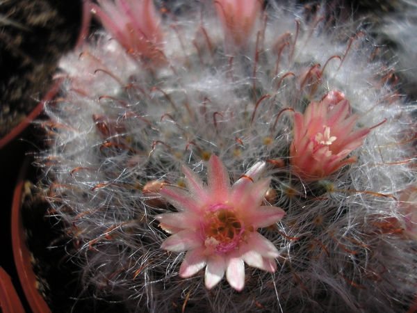 mammillaria   caretii