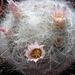 mammillaria   glassii.v.siberiensis